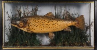 An early 20th century cased preserved Brown Trout:, unsigned,