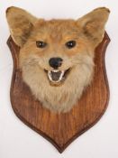 A fox mask hunting trophy on oak shield plinth:, unsigned 30cm high.