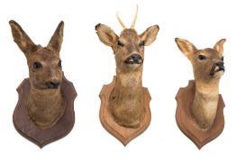 Roe Deer (Capreolus capreolus) three full head mounts on oak plinths:.