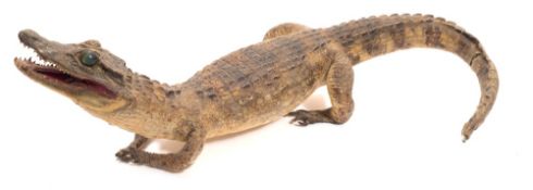 An early 20th century preserved Caiman crocodile:, 52cm long.