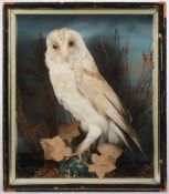 Barn Owl (Tyto alba) an early 20th century cased preserved owl by A C Foot, Bath:,
