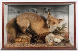 A preserved and mounted Fox with Barn Owl:,