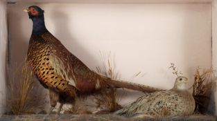 An early 20th century brace of pheasants:, unsigned, naturally set in a glazed case, 48cm x 82cm.