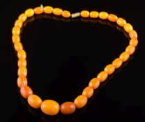 A graduated amber bead single string necklace: with 34 oblong beads graduated from 11mm long to