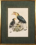 KEULEMANS - four ornithological hand coloured lithographs : Anorrhinus Galeritus - Cranorrhinus