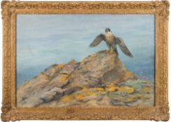 * George Edward Lodge [1860-1954]- Peregrine Alighting:- signed bottom left oil on canvas board 39