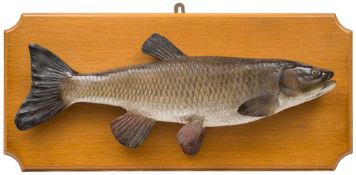 A preserved Chubb on an oak plaque, unsigned:, 29cm x 63cm.