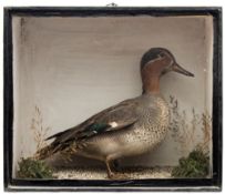 A cased preserved Mandarin duck:, unsigned, naturally set in a glazed case,