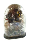 A late 19th century display of preserved birds under a glass dome:,