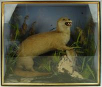 A cased preserved otter:, full mount naturally set with a fish on a rock, unsigned,