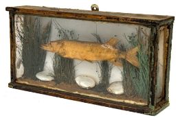 A late 19th/early 20th century cased preserved baby pike:, unsigned,