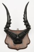 A pair of Gazelle horns and skull mount on a mahogany plinth:, unsigned 46cm high.