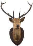 A 12 point Stag's head on pine shield plinth:, unsigned, 109cm high.