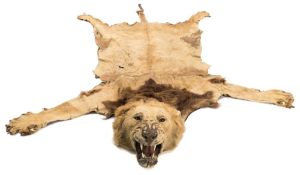 African lion (Panthera leo) full head and skin mount by Rowland Ward, London:,