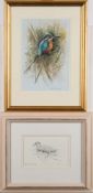 * Robin Armstrong [b.1947]- Kingfisher:- signed bottom right watercolour, 30 x 19.