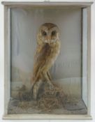 Barn owl (Tyto alba) an early 20th century cased full specimen:, naturally set in a glazed case,