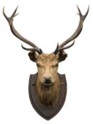 A 12 point Stag's head on pine shield plinth:, unsigned, 97cm high.