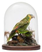 A preserved parrot under glass dome with two smaller parrots beneath its wings:,