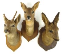 Three small Antelope heads on shield plinths:.