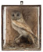 Barn Owl (Tyto alba) single preserved cased example:, unsigned, naturally set in a glazed case,