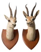 A pair of Chinkara (Gazella bennetti) head mounts on plaques by Van Ingan & Van Ingen,