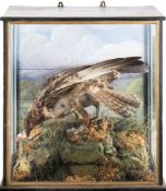 A late 19th century cased osprey in naturalistic setting:, unsigned, in a glazed case, 68cm x 65cm.