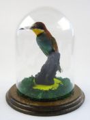 European Bee-eaters (Meropis apiaster) preserved example under a glass dome:,28cm high.