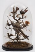 A late 19th/early 20th century taxidermy display of Humming birds under a glass dome:, unsigned,