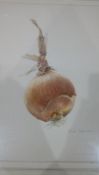 Alison Cooper (20th century school) Watercolour drawing Still life of garlic and another of onion,