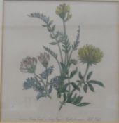Edwardian watercolour drawing of botanical study, two botanical prints,
