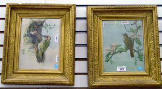 Framed prints of green woodpecker feeding her young and a nightingale singing on an apple branch