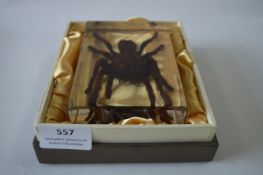 Large Tarantula Spider Paperweight