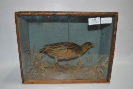 Cased Stuffed Corncrake