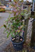 *Photinia