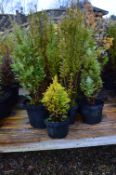 *Twelve Assorted Conifers