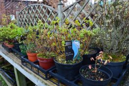 *Large Quantity of Potted Plants