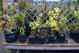 *Large Quantity of Potted Shrubs