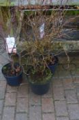 *Two Potted Acer and Prunus