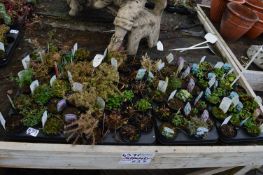 *Four Trays Containing Assorted Alpines