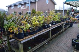 *Double Sided Garden Display Stand with Decking Top