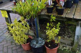 *Three Shrubs