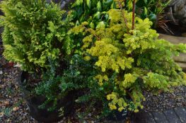 *Two Potted Conifers