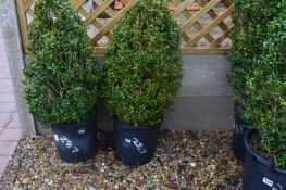 *Pair of Topiaries