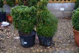 *Pair of Topiaries