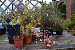 *Large Quantity of Potted Plants