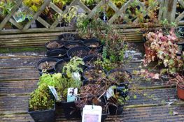 *Assorted Potted Plants Including Herbs, etc.