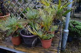 *Assorted Potted Plants