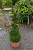 *Pair of Topiaries