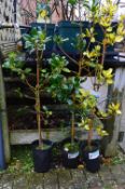 *Three Holly Plants