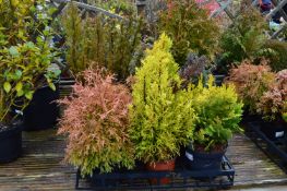 *Twelve Assorted Conifers